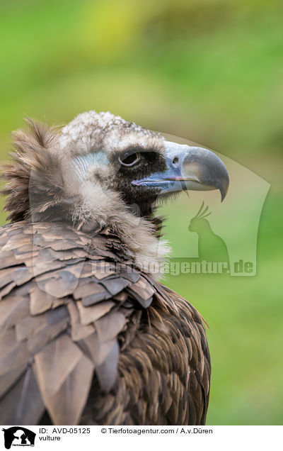 vulture / AVD-05125
