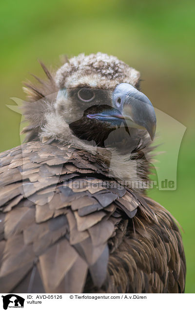 vulture / AVD-05126