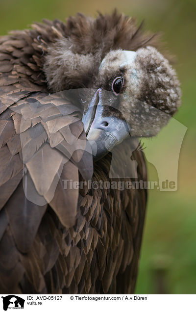 Geier / vulture / AVD-05127