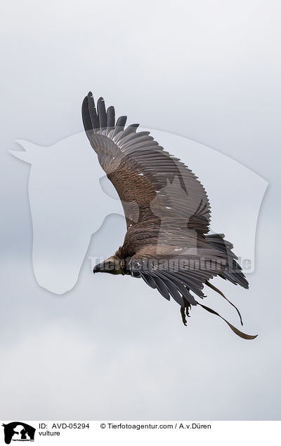 vulture / AVD-05294