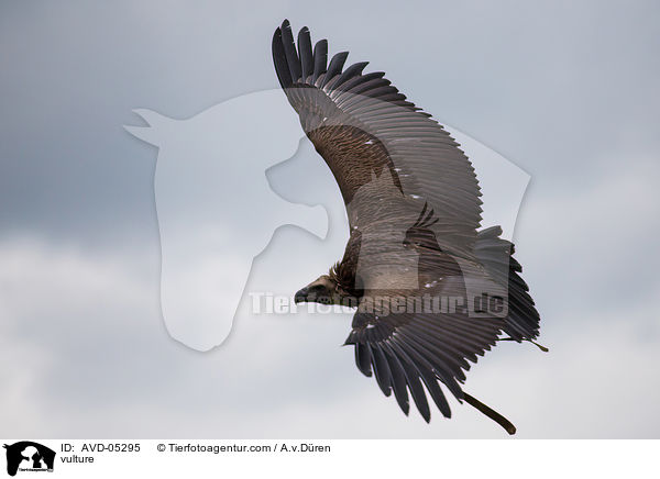 vulture / AVD-05295