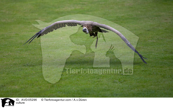 Geier / vulture / AVD-05296