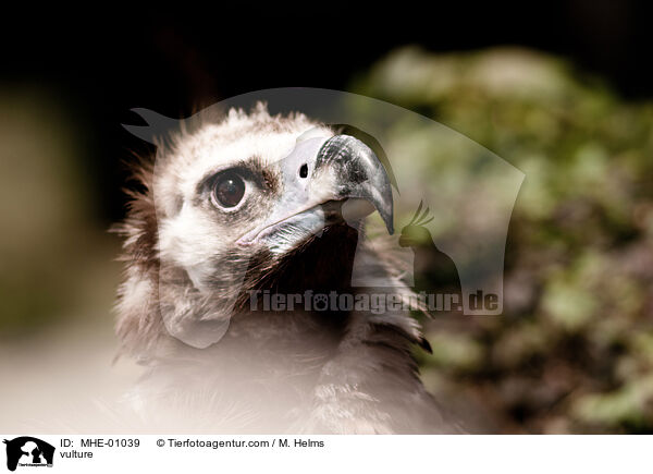 vulture / MHE-01039
