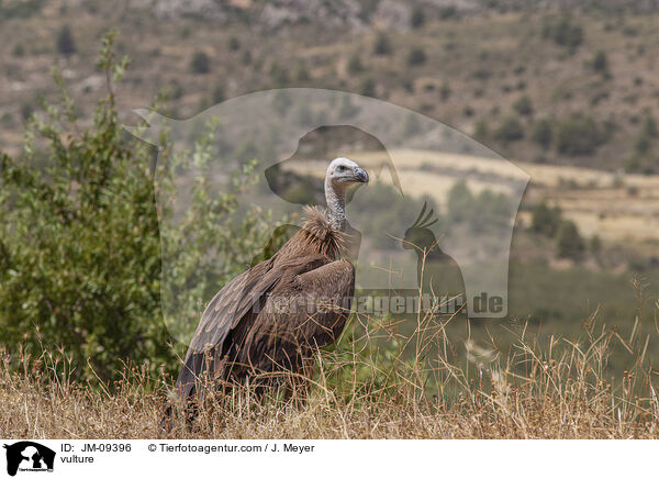 Geier / vulture / JM-09396