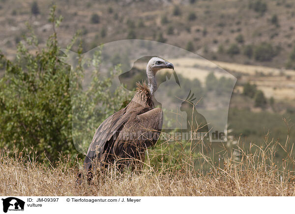 Geier / vulture / JM-09397
