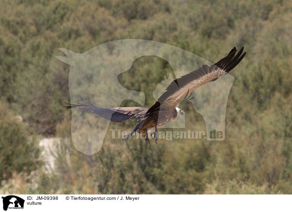 vulture / JM-09398