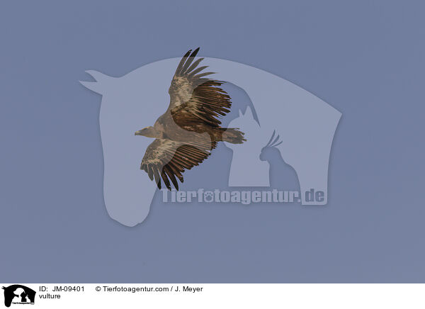 Geier / vulture / JM-09401