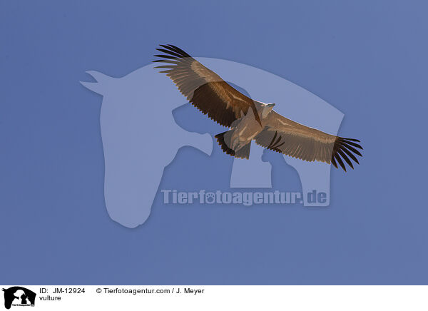 Geier / vulture / JM-12924