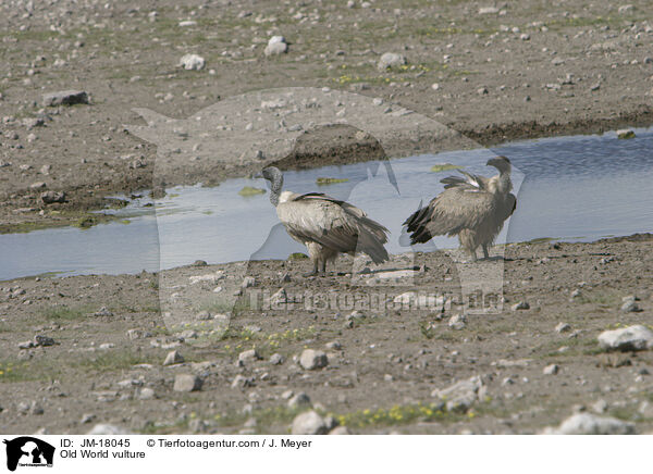 Old World vulture / JM-18045