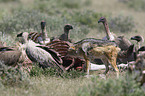 vulture and black-backed jackal