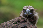 vulture