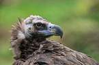 vulture