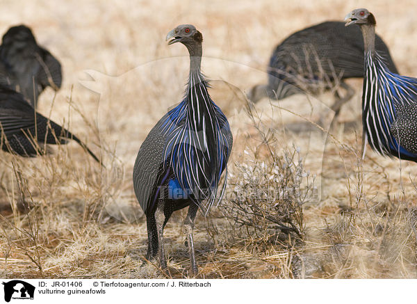 Geierperlhhner / vulturine guineafowls / JR-01406