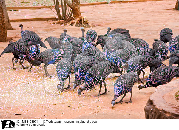 Geierperlhhner / vulturine guineafowls / MBS-03971
