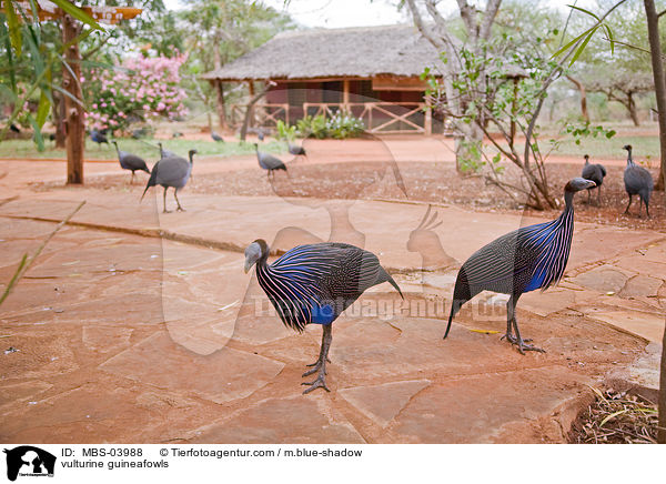 vulturine guineafowls / MBS-03988