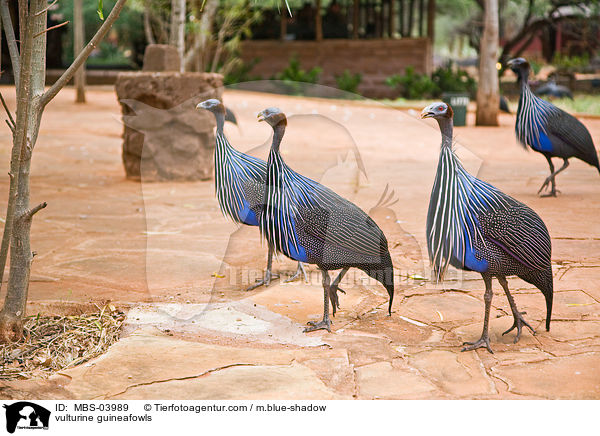 Geierperlhhner / vulturine guineafowls / MBS-03989