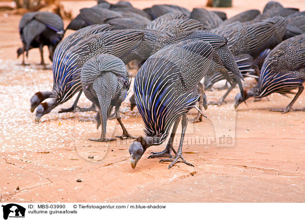 Geierperlhhner / vulturine guineafowls / MBS-03990