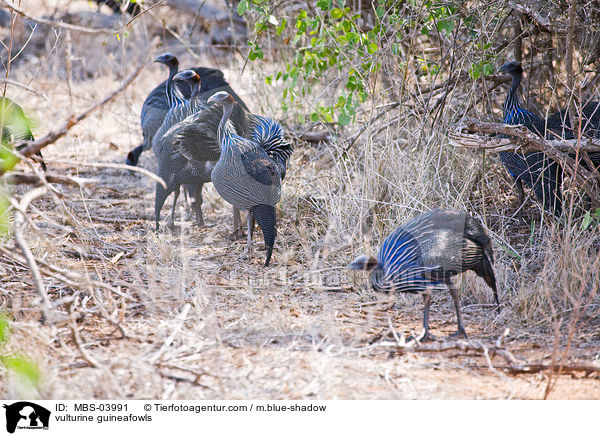 Geierperlhhner / vulturine guineafowls / MBS-03991