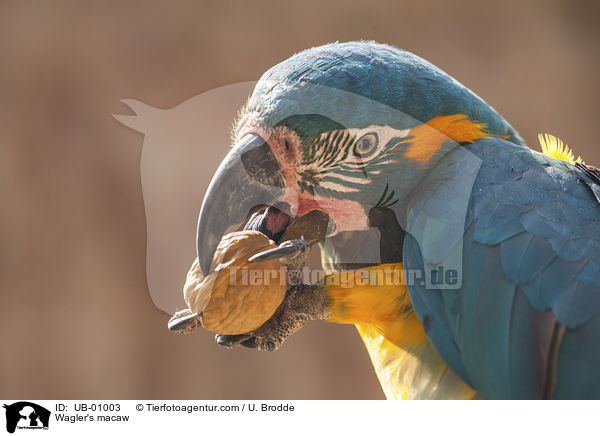 Blaulatzara / Wagler's macaw / UB-01003
