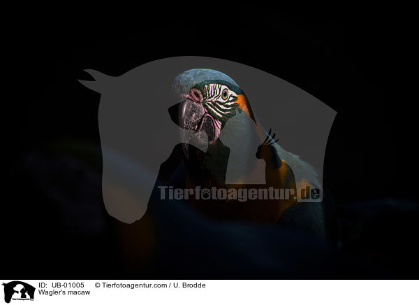 Blaulatzara / Wagler's macaw / UB-01005