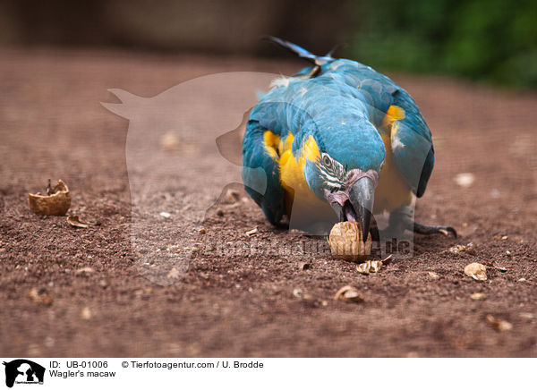 Blaulatzara / Wagler's macaw / UB-01006
