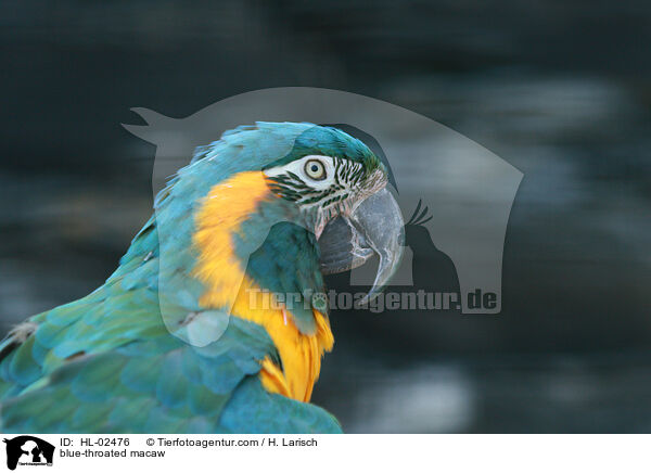 Blaulatzara / blue-throated macaw / HL-02476