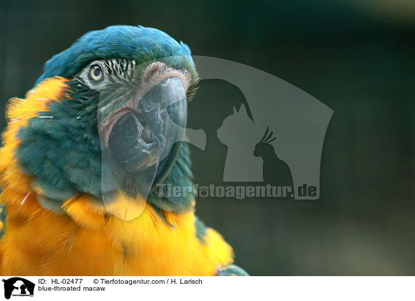 blue-throated macaw / HL-02477