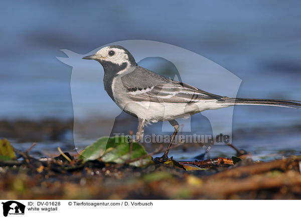 Bachstelze / white wagtail / DV-01628