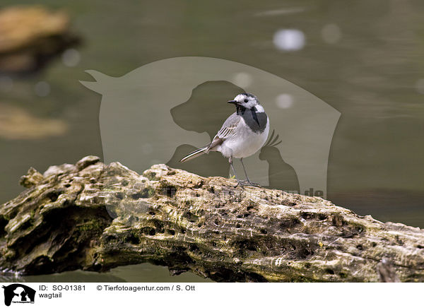 Bachstelze / wagtail / SO-01381