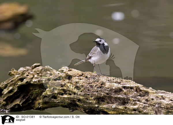 wagtail / SO-01381