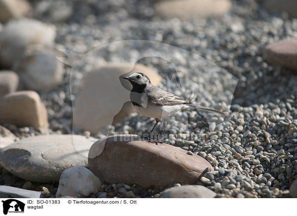 Bachstelze / wagtail / SO-01383