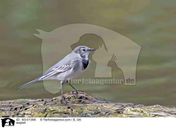 Bachstelze / wagtail / SO-01388