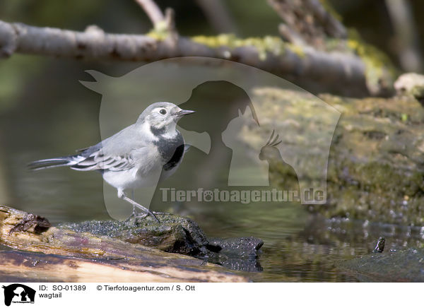 Bachstelze / wagtail / SO-01389