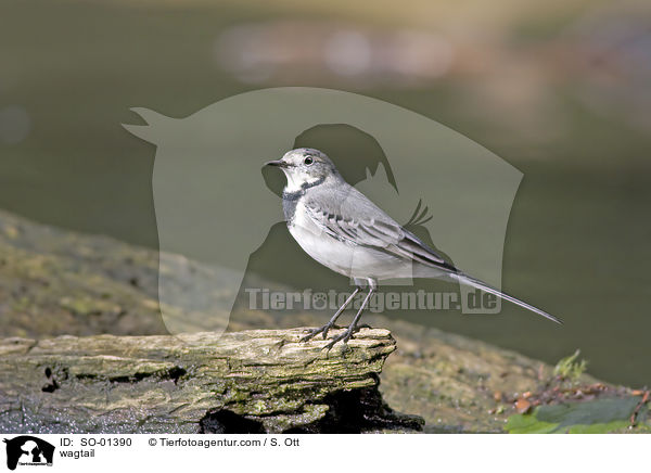 Bachstelze / wagtail / SO-01390