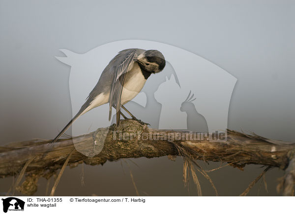 Bachstelze / white wagtail / THA-01355