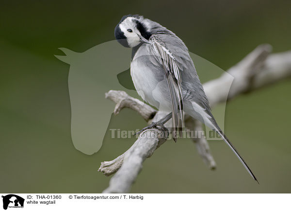 Bachstelze / white wagtail / THA-01360