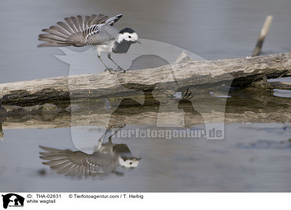 Bachstelze / white wagtail / THA-02631