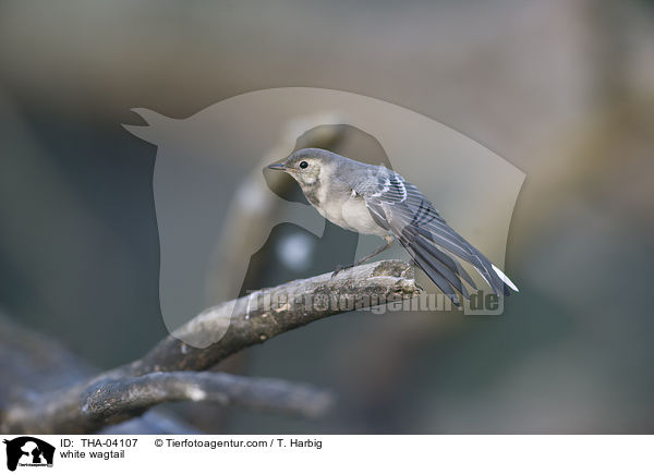 white wagtail / THA-04107