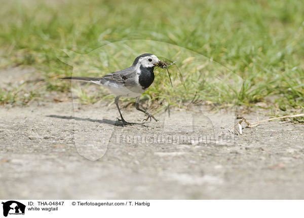 white wagtail / THA-04847