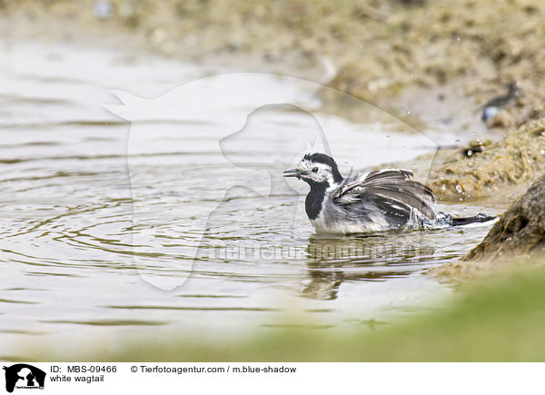 Bachstelze / white wagtail / MBS-09466