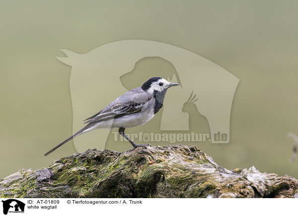 Bachstelze / white wagtail / AT-01809
