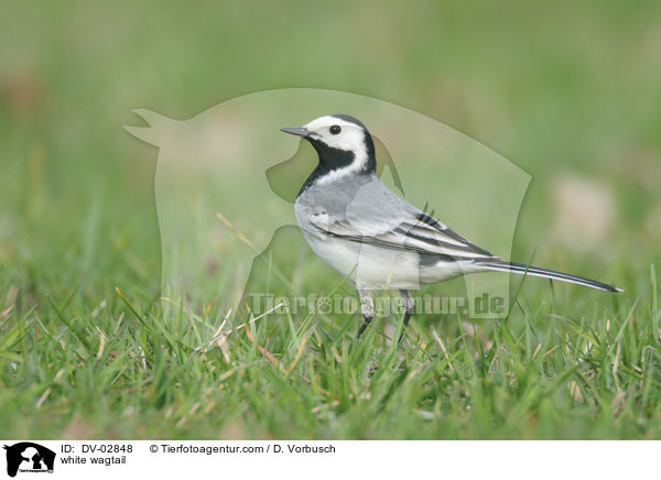 Bachstelze / white wagtail / DV-02848