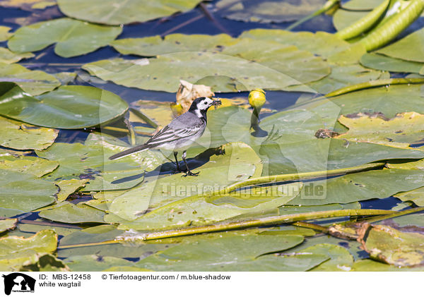 Bachstelze / white wagtail / MBS-12458