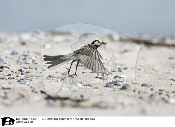 Bachstelze / white wagtail / MBS-14334