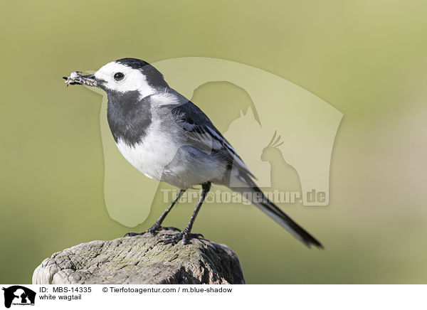 Bachstelze / white wagtail / MBS-14335