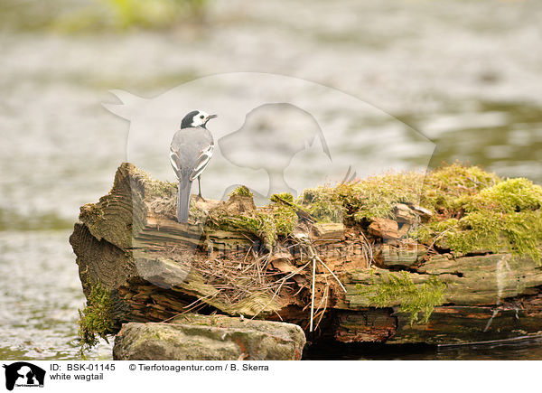 Bachstelze / white wagtail / BSK-01145