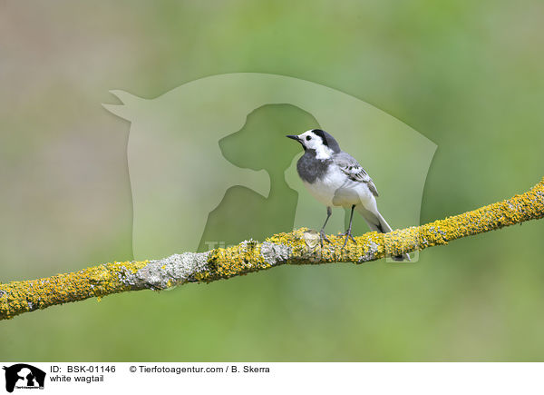 Bachstelze / white wagtail / BSK-01146