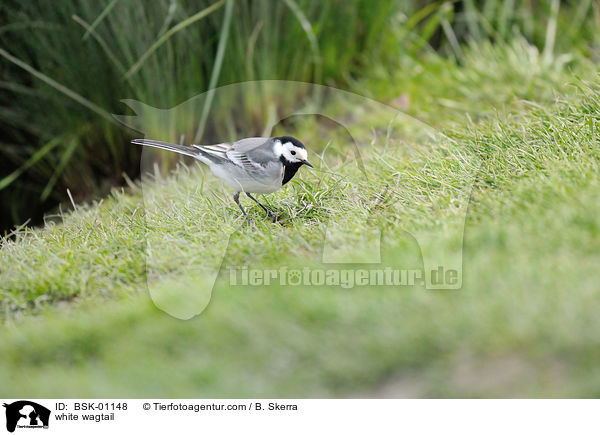 Bachstelze / white wagtail / BSK-01148
