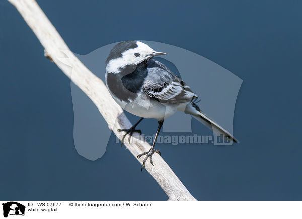 Bachstelze / white wagtail / WS-07677
