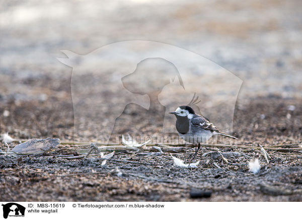 white wagtail / MBS-15619
